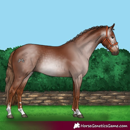 Horse Color:Gray Chestnut 