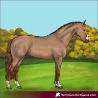 Horse Color:Red Dun 