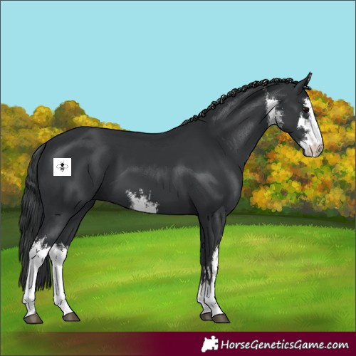 Horse Color:White Spotted Black 