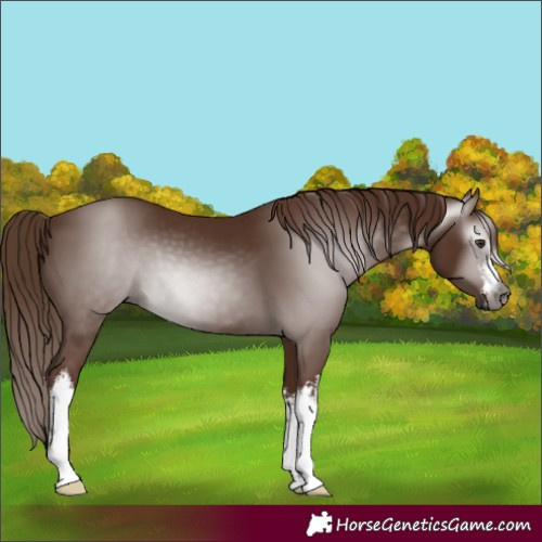 Horse Color:Gray White Spotted Chestnut 