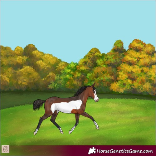 Horse Color:Bay Frame