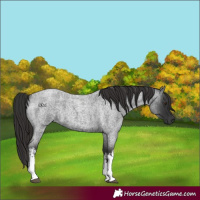 Horse Color:White Spotted Liver Red Roan 