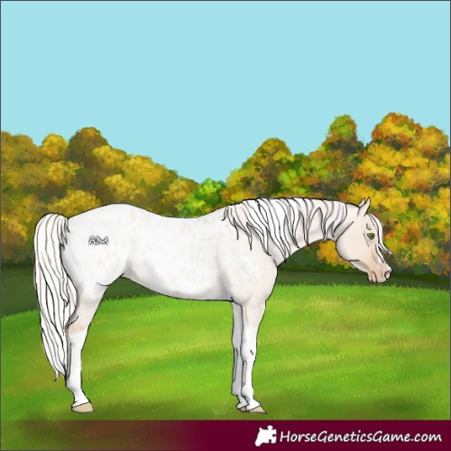Horse Color:Silver Classic Champagne Roan Dun Splash Tobiano Frame Appaloosa Rabicano
