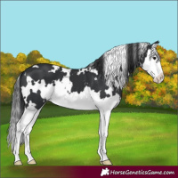Horse Color:White Spotted Black Splash