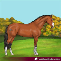 Horse Color:Bay 