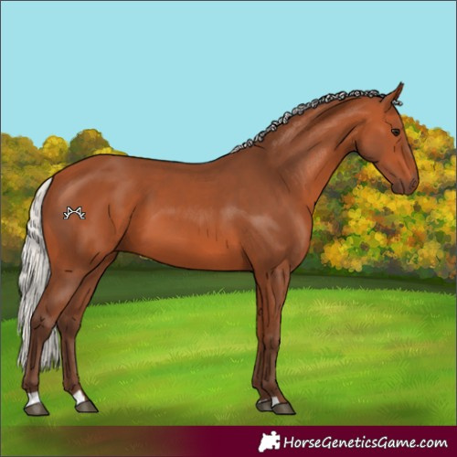 Horse Color:Silver Bay 