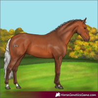 Horse Color:Silver Bay 