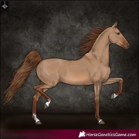 Horse Color:Red Dun 