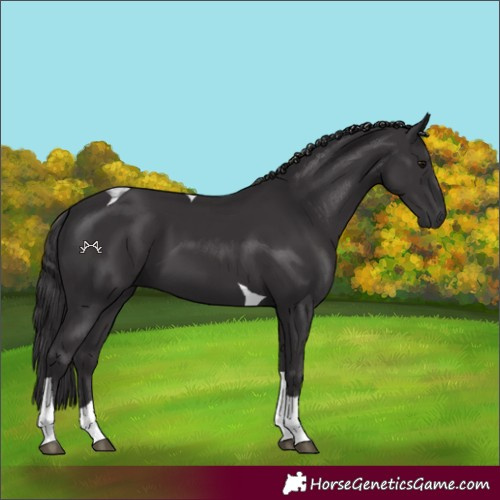 Horse Color:Smoky Black Tobiano 
