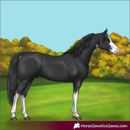 Horse Color:White Spotted Black 