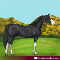 Horse Color:White Spotted Black 