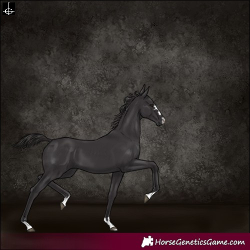 Horse Color:Smoky Black