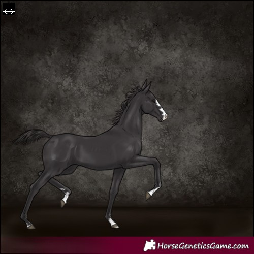 Horse Color:Smoky Black 
