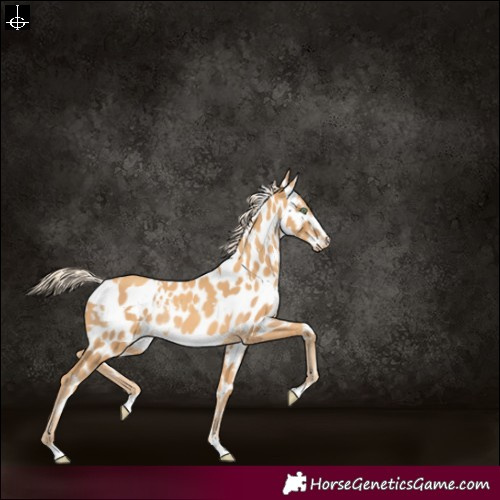 Horse Color:White Spotted Gold Cream Champagne Appaloosa Rabicano 