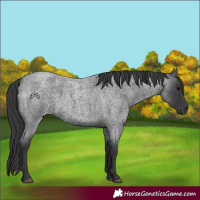 Horse Color:Blue Roan 