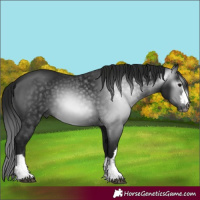 Horse Color:Gray Black 