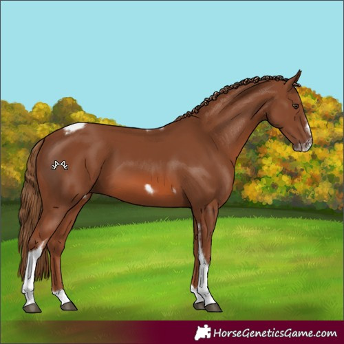 Horse Color:Chestnut Tobiano Frame
