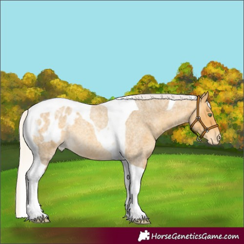 Horse Color:Silver Amber Cream Champagne Roan Tobiano Blanket 