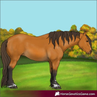 Horse Color:Buckskin