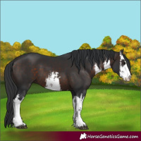 Horse Color:White Spotted Brown 