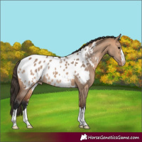 Horse Color:Bay Dun Near Leopard 