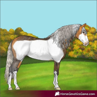 Horse Color:Silver Buckskin Frame 