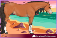 Horse Color:Bay 