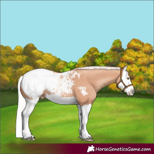 Horse Color:Silver Classic Champagne Splash Appaloosa 