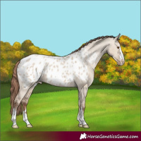Horse Color:Classic Champagne Dun Appaloosa