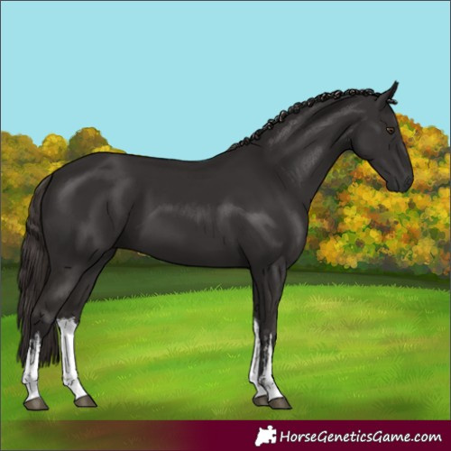 Horse Color:White Spotted Liver Chestnut 