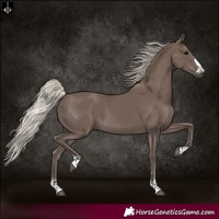 Horse Color:Silver Black