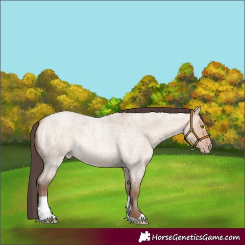 Horse Color:Amber Champagne Roan Dun 