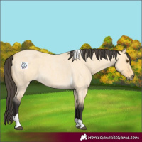 Horse Color:Buckskin Roan Dun Tobiano
