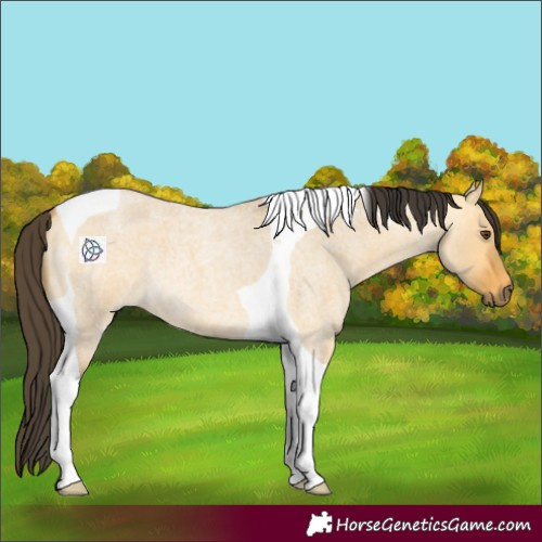 Horse Color:Buckskin Roan Dun Tobiano 