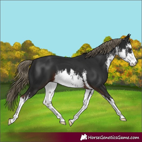 Horse Color:White Spotted Liver Chestnut 