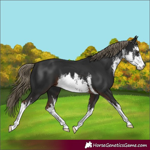 Horse Color:White Spotted Liver Chestnut 