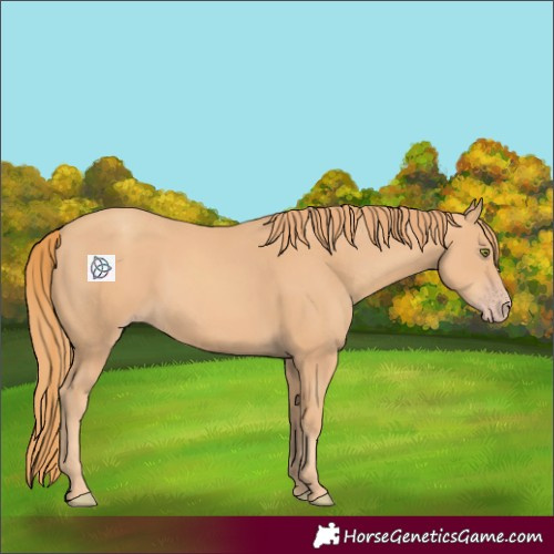 Horse Color:Gold Champagne
