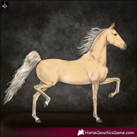 Horse Color:Palomino