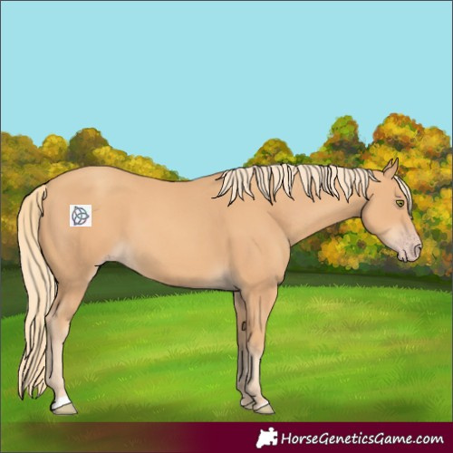 Horse Color:Gold Champagne 