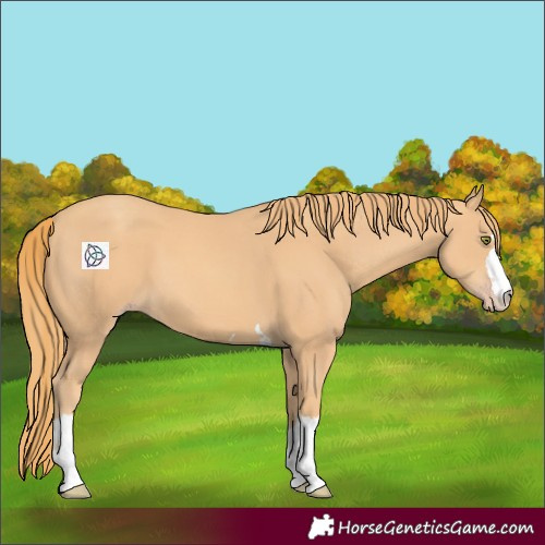 Horse Color:Gold Champagne 
