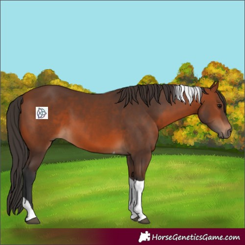 Horse Color:Bay Tobiano 
