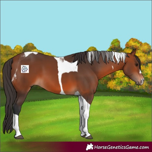 Horse Color:Bay Tobiano 