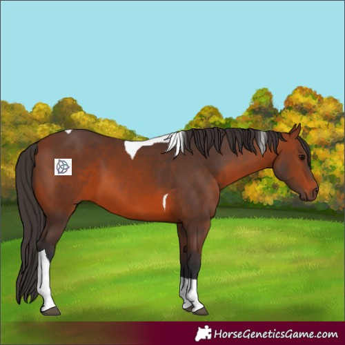 Horse Color:Bay Tobiano 