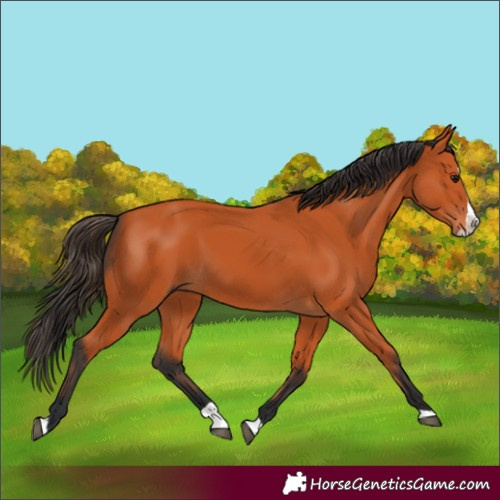 Horse Color:Bay Splash 