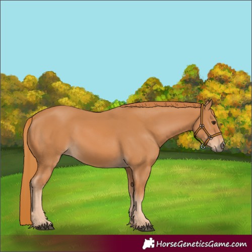 Horse Color:Unknown 