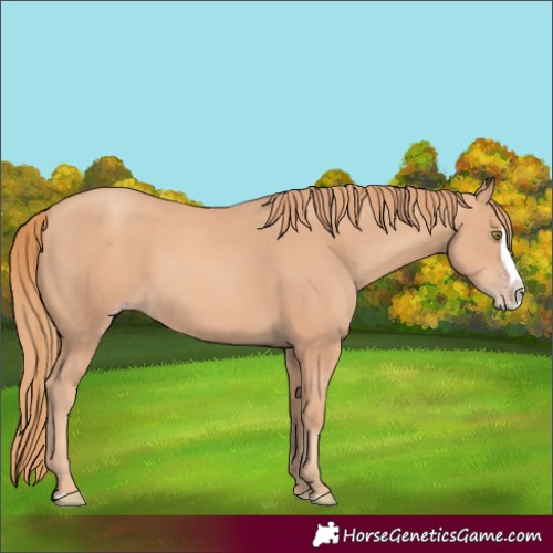 Horse Color:Gold Champagne Splash 