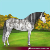 Horse Color:Grullo Sabino Splash  and Grullo Sabino Splash 