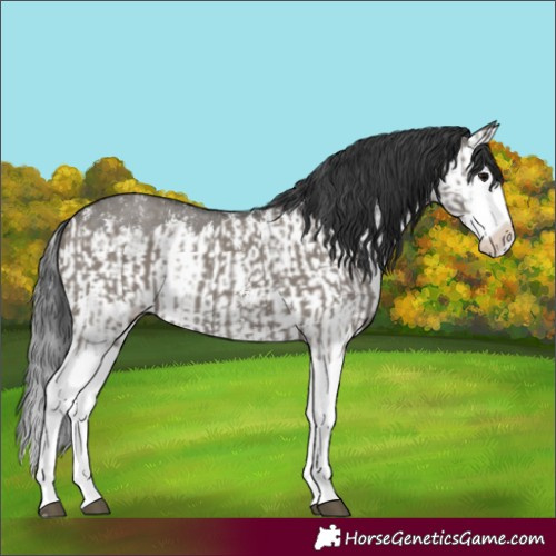 Horse Color:Grullo Sabino Splash and Grullo Sabino Splash