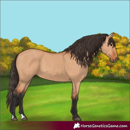 Horse Color:Bay Dun