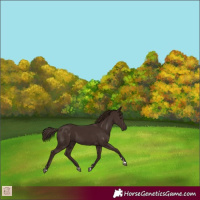 Horse Color:Liver Chestnut 